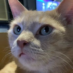 Meet your Posher, Kay